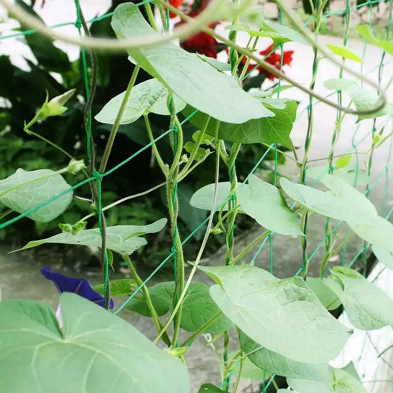 Dite addio ai rami spezzati. La rete ultra resistente per le vostre verdure. 💪🥒--Rete rampicante per piant