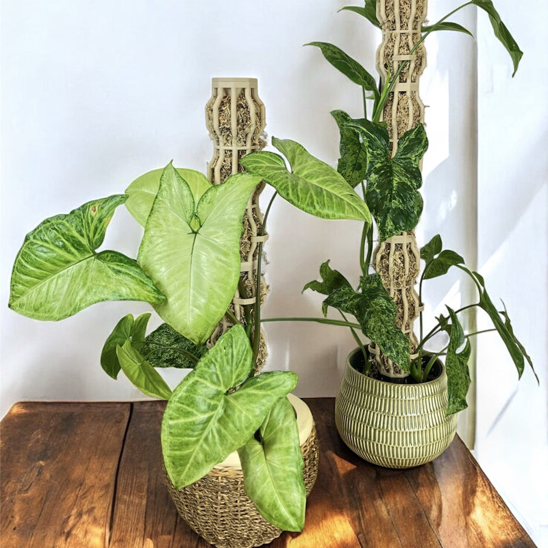 🌿 Supporto per Piante Rampicanti a Forma di Albero – Crescita Verticale ed Eleganza! 🪴✨