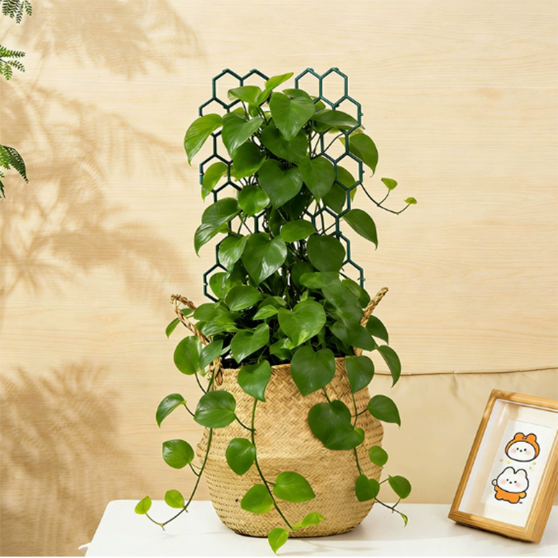 🌿 Offerta a tempo limitato: 40% di sconto! ✨ Supporto per piante a nido d'ape